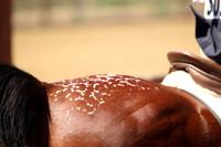 14 Future Beginner Equitation on the Flat W:T
