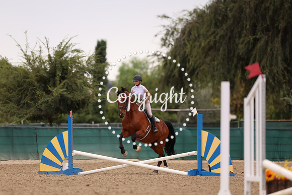 AVMP1294