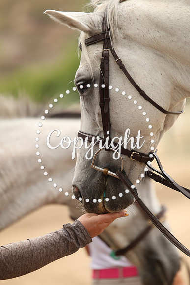 IMG_2146