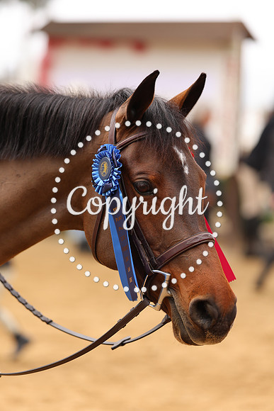 AVMM0654
