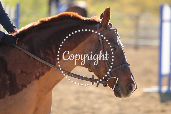 IMG_3336CRD1