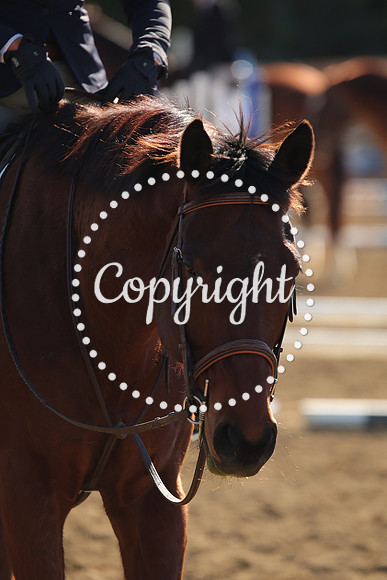 IMG_3471CRD1