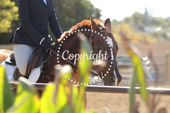 IMG_3754CRD1