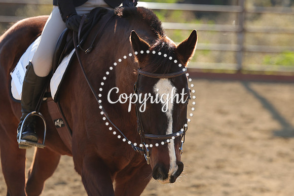 IMG_4964CRD2