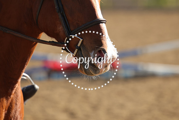 IMG_4704CRD2