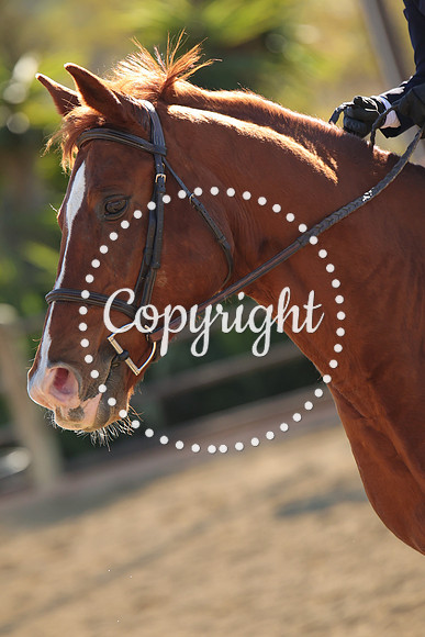 IMG_4746CRD2