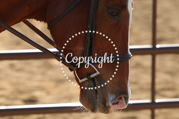 IMG_4911CRD2