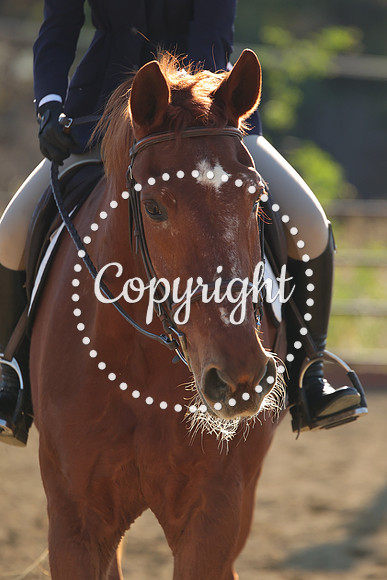 IMG_5269CRD2