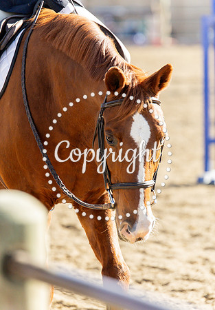 IMG_4511CRD2