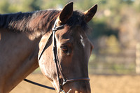 2026 Horse Shows & Events