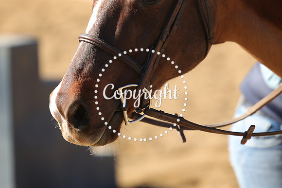 IMG_3309CRD1