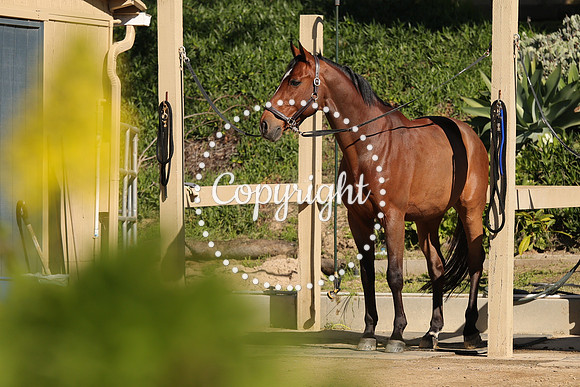 IMG_3712CRD1