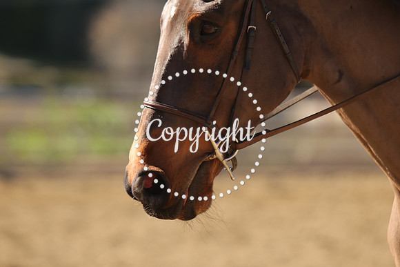 IMG_4080CRD2