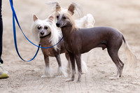 _CANDIDS & DOGS