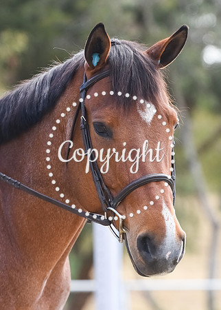 DSC_9165
