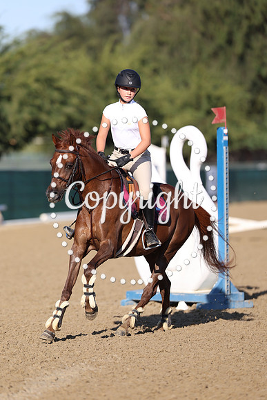 AVMP6431