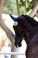 284 NOBLE DREAM