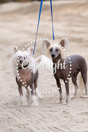 AVMP0637