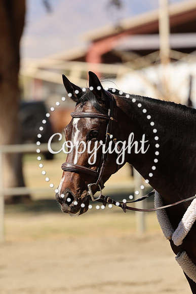 AVMM3889