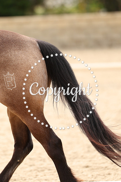 AVMP7452