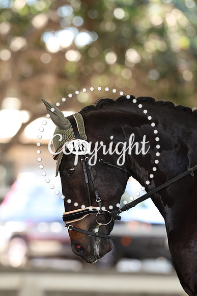 AVMP7806